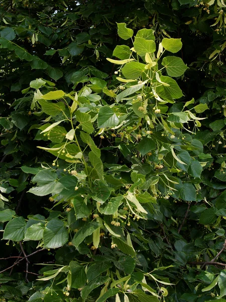 Linden Blühen Frühling — Stockfoto