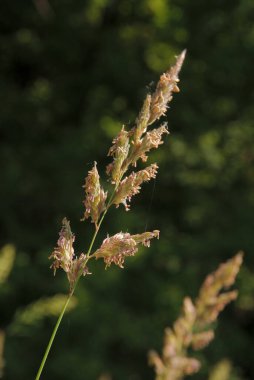 Haziran 'da çayır üzerinde çimen tomurcuklanıyor