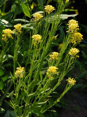 sarı, küçük, dikiz ekseni duvar resminin tetrapetalöz çiçekleri