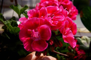 sardunya saksısı bitkisi çok renkli yapraklarla kaplıdır.