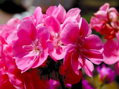 sardunya saksısı bitkisi çok renkli yapraklarla kaplıdır.