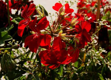 sardunya saksısı bitkisi çok renkli yapraklarla kaplıdır.