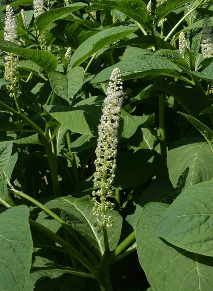 Vita Blommor Pokeweed Phytolacca Americana Trã Dgã Rden Våren — Stockfoto