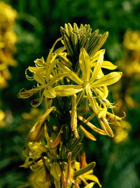 Żółte Kwiaty Asphodeline Lutea Ogrodzie — Zdjęcie stockowe