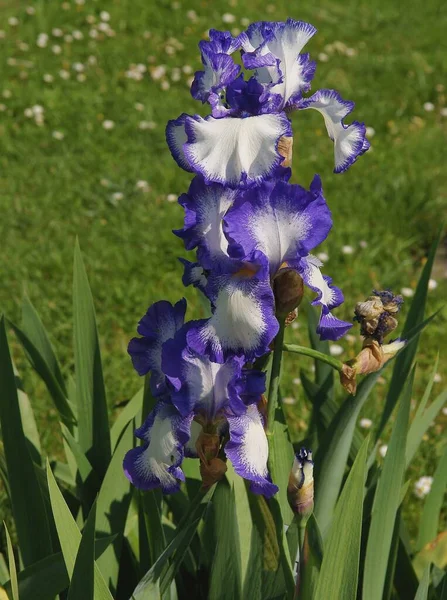 Güzel kahverengi, zambak ya da pembe çiçek yaprakları.