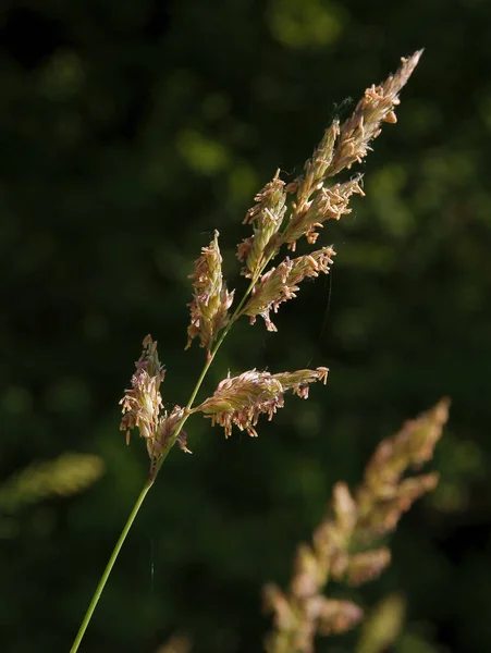 Gras Plant Bloeien Juni Weide — Stockfoto