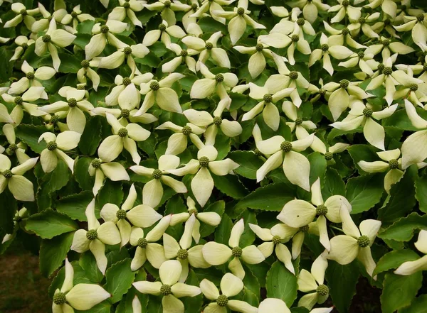 Dogberry Cornus Kousa Keř Bílými Tetrapetalous Květy Malebné Jaře — Stock fotografie