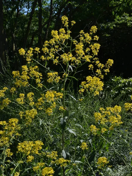 Žluté Květy Rostliny Sisymbrium Stractissimum — Stock fotografie