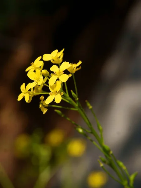 Flores Amarillas Pequeñas Tetrapetales Diplotaxis Muralis — Foto de Stock