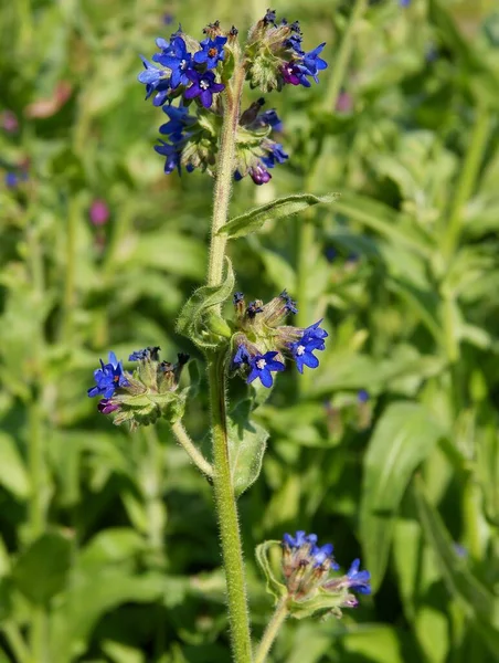 Fiori Blu Della Pianta Anchusa Officinalis Vicino — Foto Stock