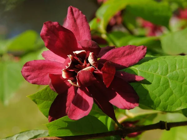 Κόκκινα Λουλούδια Του Θάμνου Calycanthus Raulstonii Στον Κήπο — Φωτογραφία Αρχείου