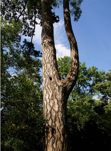 Pinus Nigra Coniferous Tree Colorful Bark Green Needles — Photo