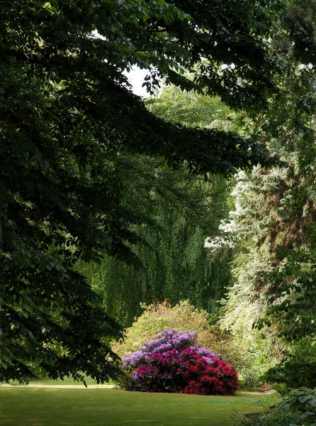 Schilderachtig Landschap Park Met Bloeiende Planten Het Voorjaar — Stockfoto