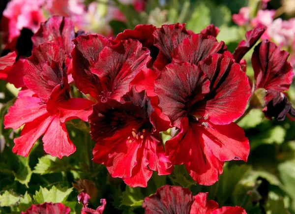 Pianta Vaso Geranio Con Petali Multicolori Vicino — Foto Stock