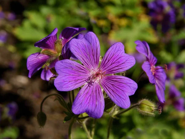 Fioletowe Czerwone Różowe Kwiaty Geranium Bliska — Zdjęcie stockowe