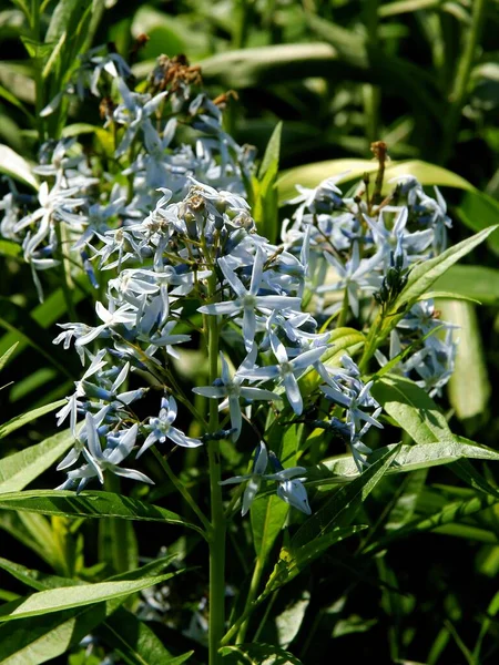 Niebieskie Małe Kwiaty Amsonia Tabernaemontana Roślin Zbliżenie — Zdjęcie stockowe