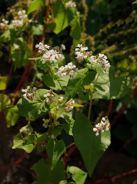 White Small Flowers Buckwheat Plant Close — стоковое фото