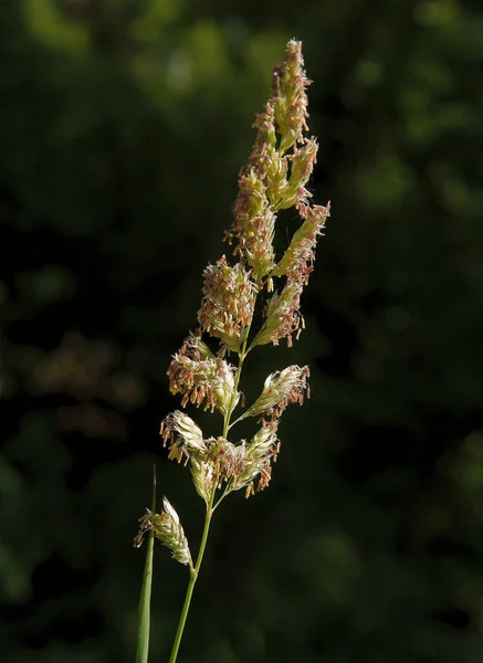 Rostlina Kvetoucí Červnu Louce — Stock fotografie