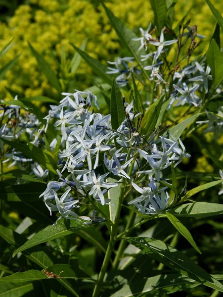 Blauwe Kleine Bloemen Van Amsonia Tabernaemontana Plant Close — Stockfoto