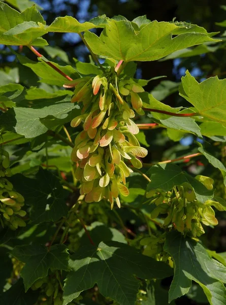 Sycamore Akçaağaç Acer Pseudoplatanus Ağacı Taze Kanatlı Tohumlar Yetişir — Stok fotoğraf
