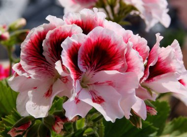 sardunyanın mor, kırmızı, pembe çiçekleri