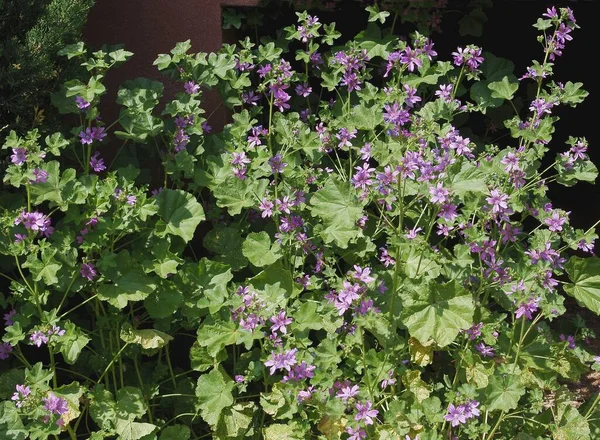 Lila Flowers Malva Silvestris Herb Garden — Photo