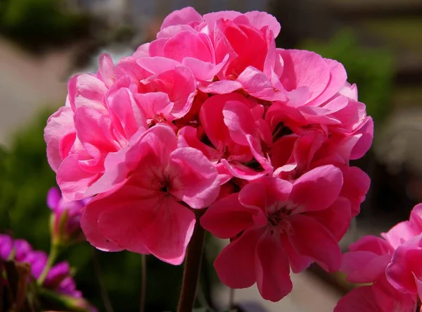 Lila Röda Rosa Blommor Geranium Närbild — Stockfoto