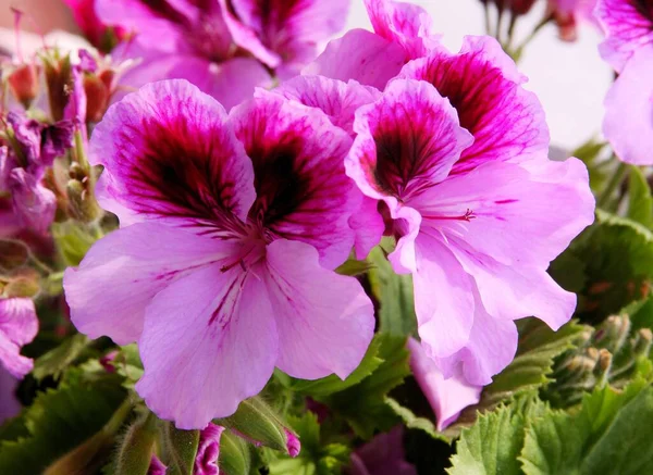 Flores Púrpura Rojo Rosa Geranio Cerca —  Fotos de Stock