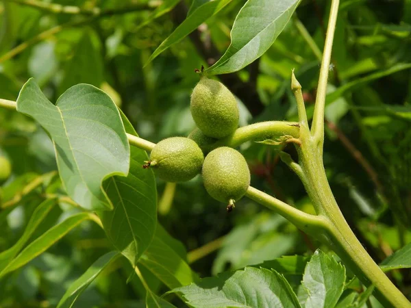 Odling Gröna Färska Nötter Valnötsträd Våren — Stockfoto