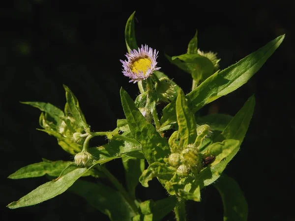 Små Lila Blommor Erigeron Vilda Växt Närbild — Stockfoto