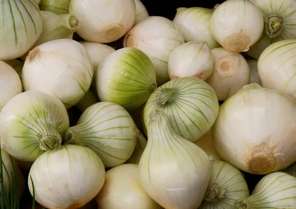 Weiße Frühe Zwiebeln Aus Nächster Nähe — Stockfoto