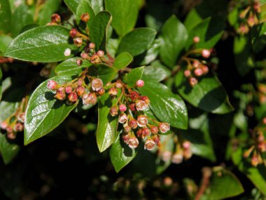 Çalının küçük pembe çiçekleri Cotoneaster Acutifolius Villosulus