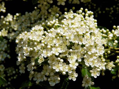 Baharda bahçede Pyracantha kakusinea çalısı 