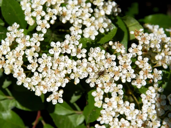 Malé Bílé Květy Pyracantha Coccinea Keře Jaře — Stock fotografie