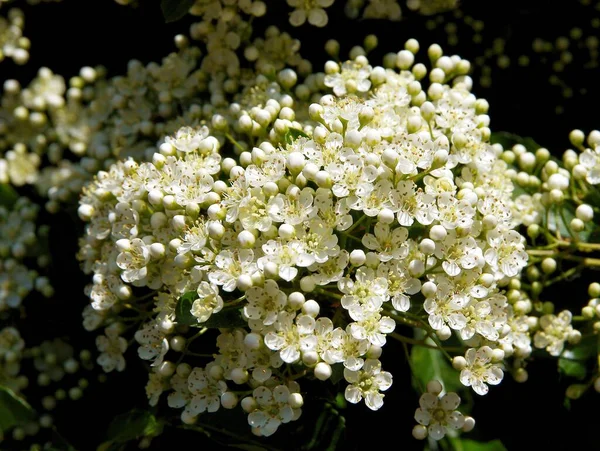 Baharda bahçede Pyracantha kakusinea çalısı 