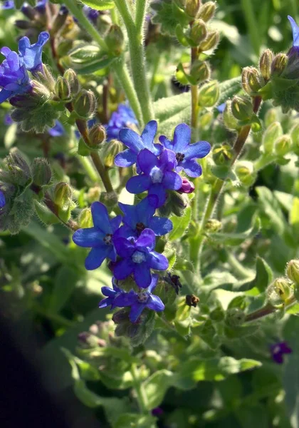 Fleurs Bleues Anchusa Officinalis Plante Gros Plan — Photo