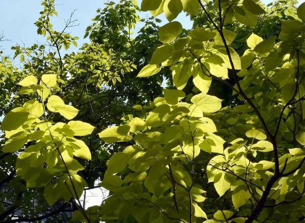Green Big Leaves Catalpa Tree Sunlight — Photo