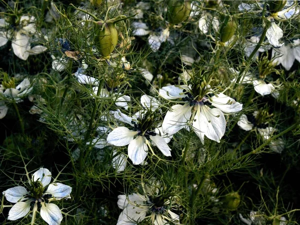 White Flowers Nigella Damascena Plant Close — Stock Photo, Image