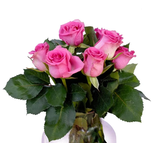 Pretty Pink Roses Close — Stock Photo, Image