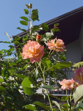 güzel, pembe güller yakın çekim 