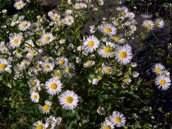 Erigeron Yabani Bitkisinin Küçük Lila Çiçekleri Yaklaş — Stok fotoğraf