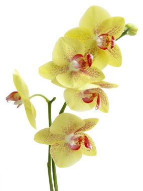 Orkidenin sarı ve kırmızı çiçekleri Phalaenopsis 'e yakın izole edilmiş.