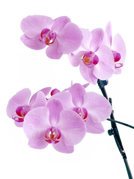 Purple Red Petals Pretty Orchid Phalaenopsis Close — Stok fotoğraf