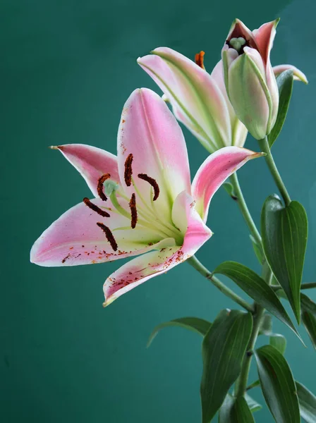 Pretty Pink Lilies Buds Blooming Summer Close — Fotografia de Stock