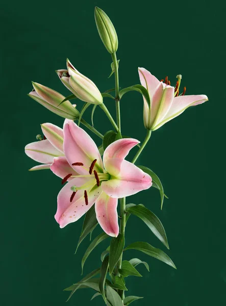 Pretty Pink Lilies Buds Blooming Summer Close — Fotografia de Stock