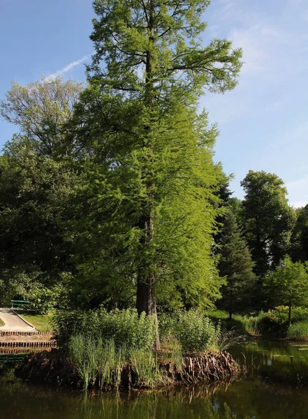 Bald Cypress Taxodium Distichum Tree Roots Pneumatophores Park Pond — Fotografia de Stock