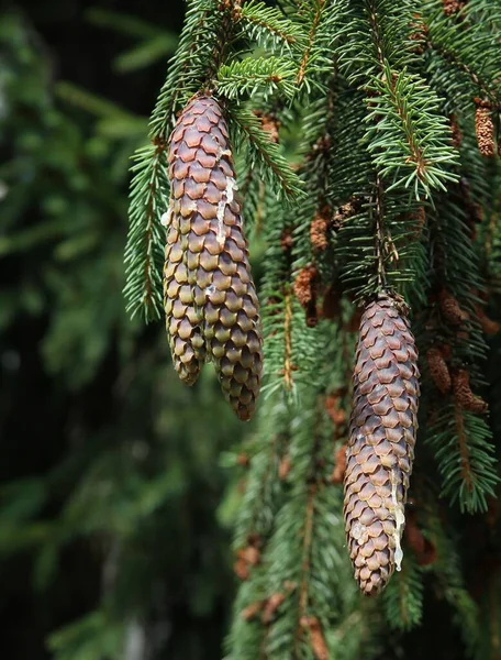 Spruce Coniferous Tree Growing Fresh Cones Early Summertime — Stok fotoğraf