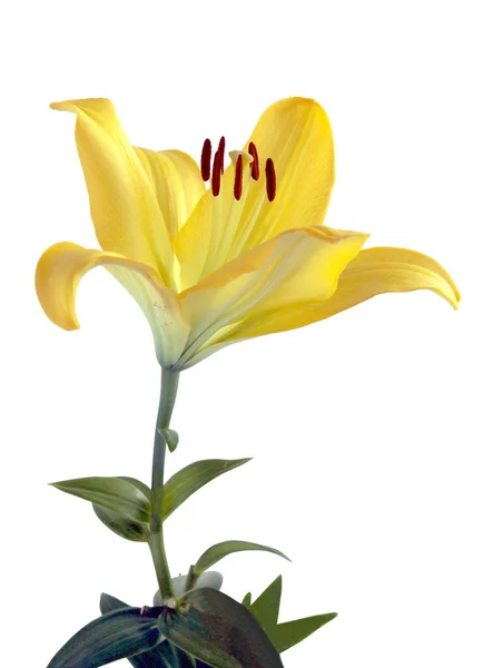 Yellow Pretty Lilies Brown Pollen Close Isolated — Stockfoto