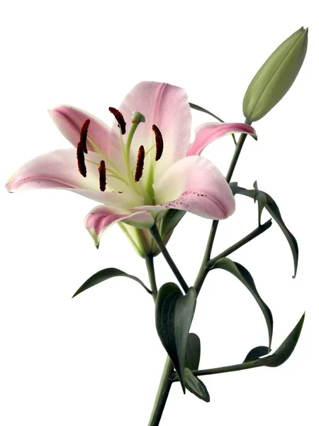 Pretty Pink Lilies Buds Blooming Summer Close — 图库照片