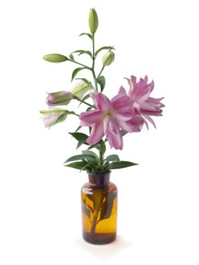 Güzel pembe zambaklar ve tomurcuklar yazın çiçek açıyor.